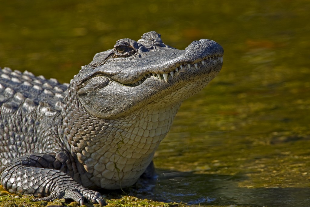 alligator-05.jpg