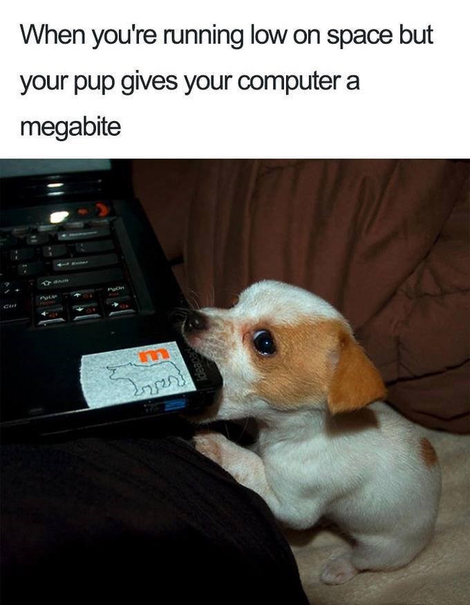 dog-running-low-on-space-but-pup-gives-computer-megabite-bain.jpeg