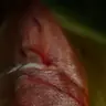 Jagzofmaui