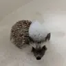 Sledgehog