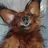 Gray Fox