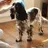 Smudge22