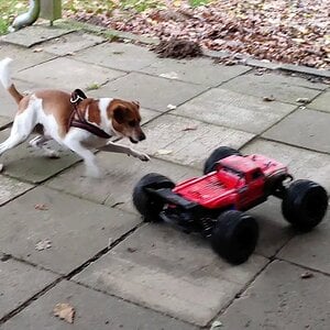 Spunk super dog with he's new best friend the Arrma Kraton