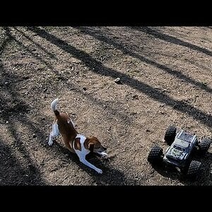 Backflips with Spunk 🇩🇰🐶 Spunk just love that Arrma Kraton 🤣🤣