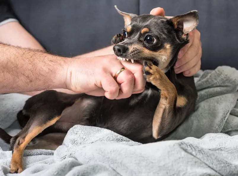Chihuahua-biting-arm.jpg